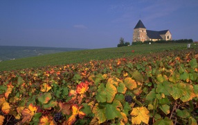 Vineyard in the Champagne region, France