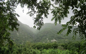 Rainforest in Haiti