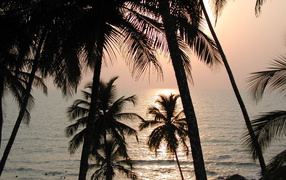 Пальмы на пляже в Вагаторе