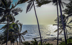Пальмы на пляжах в Гоа