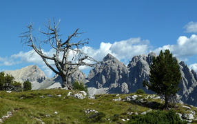 Dry tree in the ski resort of Selva, Italy