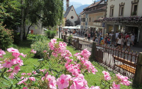 Flowers in the flowerbed in Ortisei, Italy