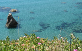 Flowers on a background of the sea on the island of Ponza, Italy