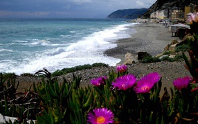 Цветы на пляже в Лигурии, Италия