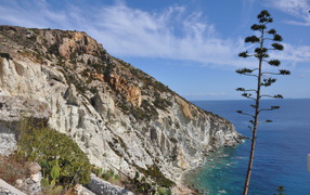 Дерево на фоне скал на острове Понца, Италия