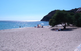 Дерево на пляже на курорте Вилласимиус, Италия