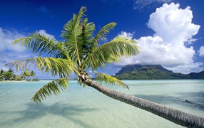 The Palm Tree on beach in panama