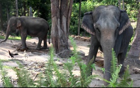 Слоны на берегу моря на острове Панган, Таиланд