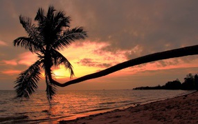 Palm tree on the beach on Koh Phangan, Thailand