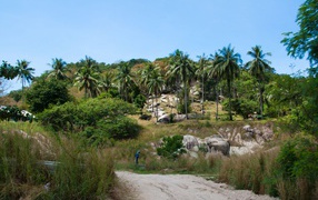 Palm trees on a cliff on the island of Koh Tao, Thailand