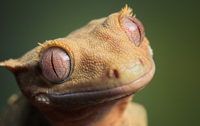 Animal eye gecko