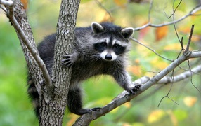 Animal raccoon sitting in a tree