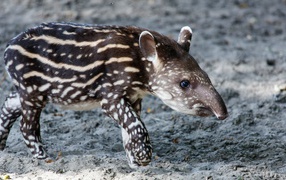 Animal spotted tapir