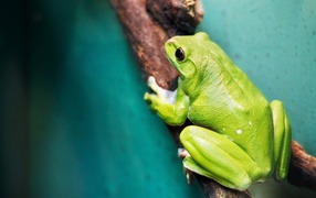 Big green frog on branch