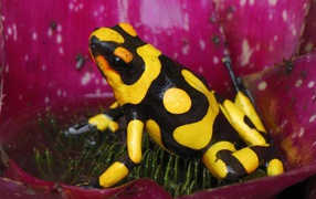Black and yellow frog in a flower
