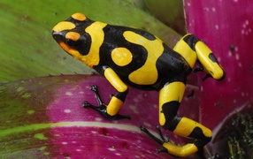Black and yellow frog jumping