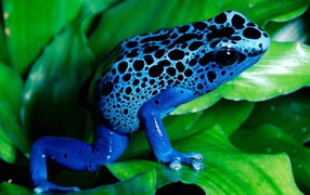 Blue Frog on the green