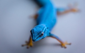 Blue gecko on a gray background
