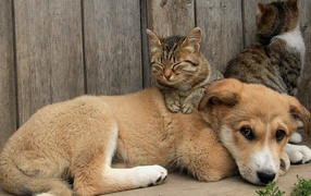 Cat sits on a puppy