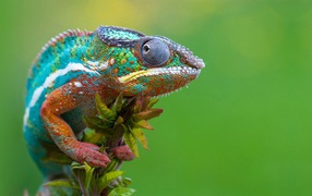 Chameleon sits on top of the plant