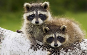 Couple animal raccoon on a tree trunk