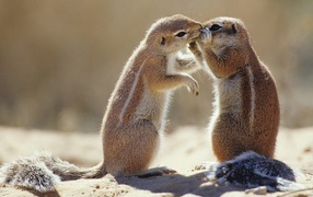 Couple of marmots communicate