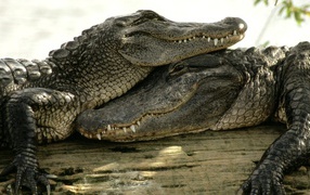 Couple satisfied crocodiles