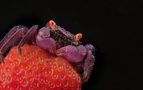 Crab on strawberries