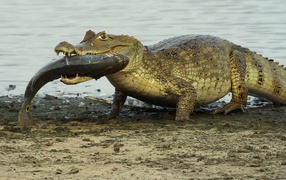 Crocodile fish carries in his teeth