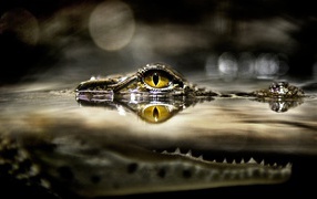 Crocodile lurking waiting for prey