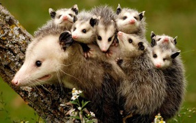 Cubs opossum cling to the back of his mother