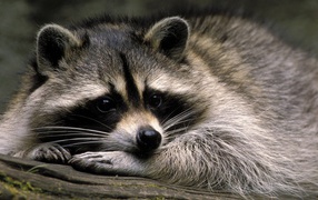 Cute pet raccoon