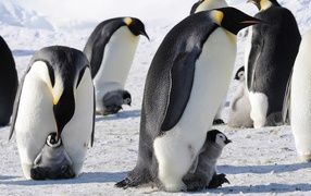 Emperor penguins with cubs