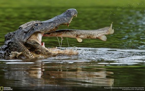 Fish in the mouth of a crocodile
