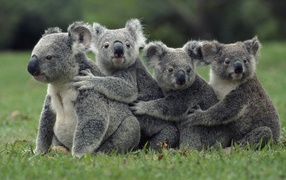 Four koala sitting on the grass