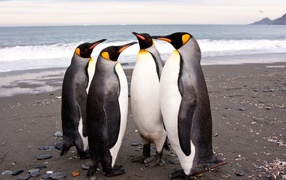 Four penguins on the beach