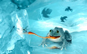 Frog in the ice