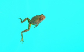 Frog on a blue background