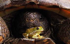Frog on a large tortoise shell