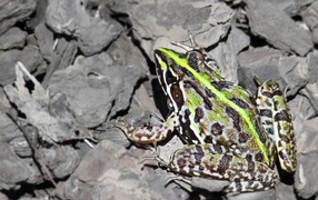 Frog on the gray stones