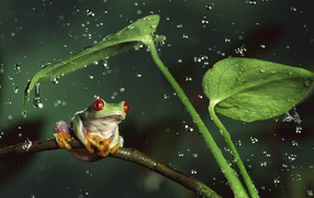 Frog with red eyes in the middle of splashing water