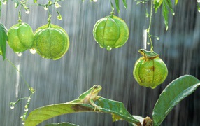 Frogs on the plants in the rain