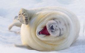 Funny white seal