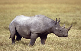 Gray rhinoceros on the field with dry grass