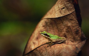 Green Frog on brown leaves