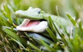 Green alligator in the grass