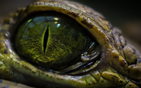 Green eye of crocodile