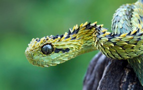 Green viper with scales