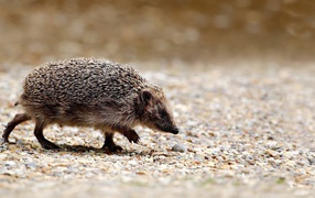 Hedgehog goes about his business