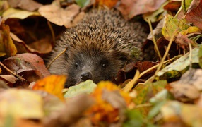 Hedgehog hiding in the leaves